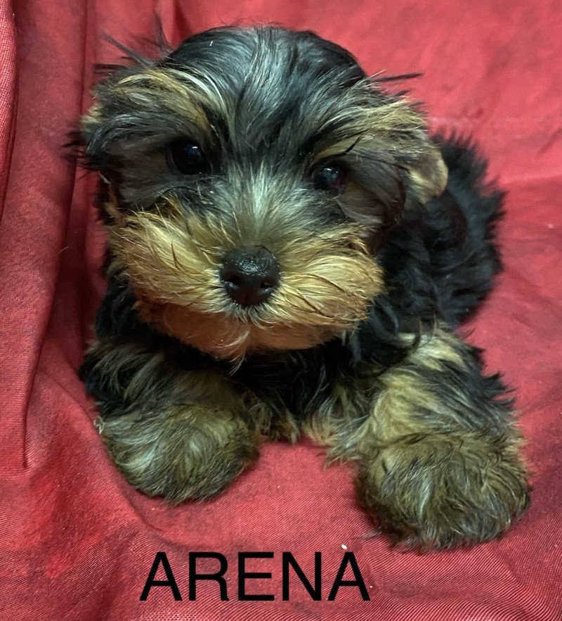 ARENA york Femelle Yorkshire terrier