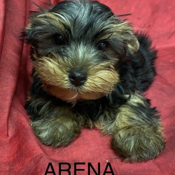 chiot Yorkshire terrier ARENA york Domaine de la Chantelaie