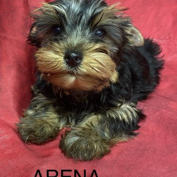 chiot Yorkshire terrier ARENA york Domaine de la Chantelaie