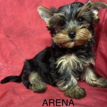 chiot Yorkshire terrier ARENA york Domaine de la Chantelaie