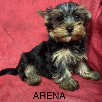 chiot Yorkshire terrier ARENA york Domaine de la Chantelaie