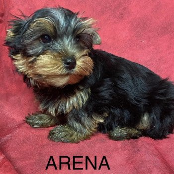 chiot Yorkshire terrier ARENA york Domaine de la Chantelaie