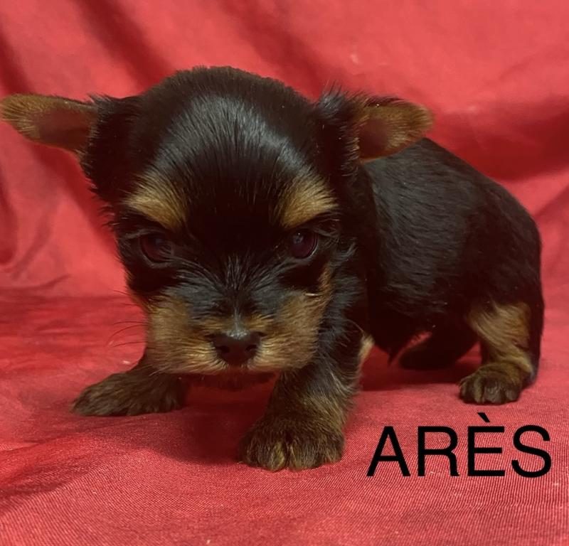 ARÈS York à réserver Mâle Yorkshire terrier