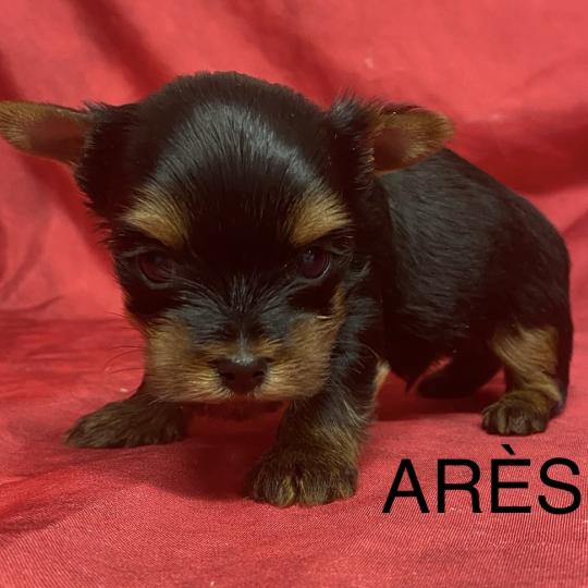 chiot Yorkshire terrier ARÈS York à réserver Domaine de la Chantelaie