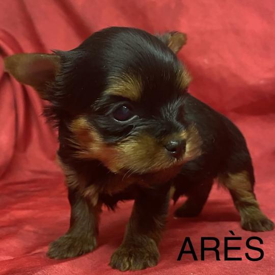 chiot Yorkshire terrier ARÈS York à réserver Domaine de la Chantelaie