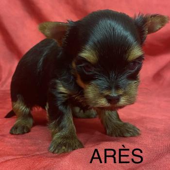 chiot Yorkshire terrier ARÈS York à réserver Domaine de la Chantelaie