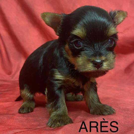 chiot Yorkshire terrier ARÈS York à réserver Domaine de la Chantelaie