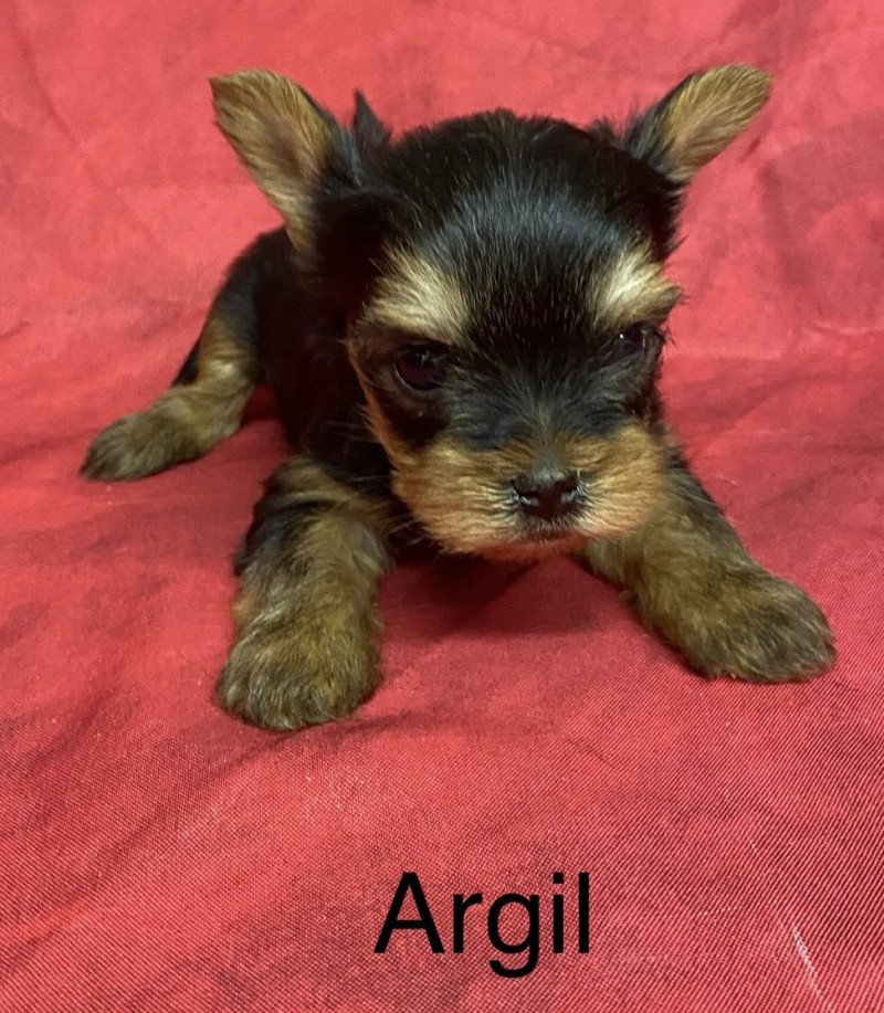 ARGIL york mini Mâle Yorkshire terrier