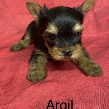 chiot Yorkshire terrier ARGIL york mini Domaine de la Chantelaie