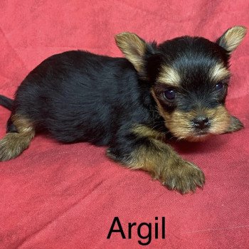 chiot Yorkshire terrier ARGIL york mini Domaine de la Chantelaie