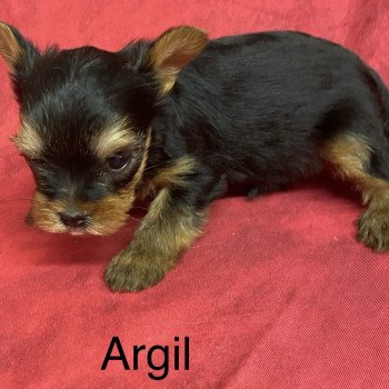 chiot Yorkshire terrier ARGIL york mini Domaine de la Chantelaie