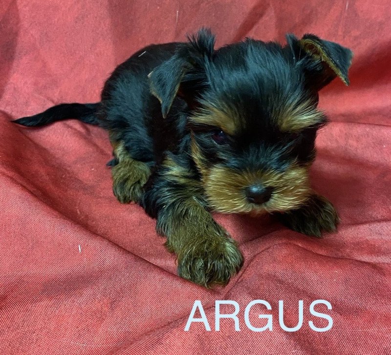 ARGUS york à réserver Mâle Yorkshire terrier ARGUS york à réserver Mâle Yorkshire terrier