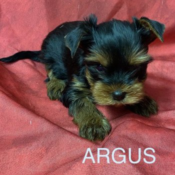chiot Yorkshire terrier ARGUS york Domaine de la Chantelaie chiot Yorkshire terrier ARGUS york Domaine de la Chantelaie