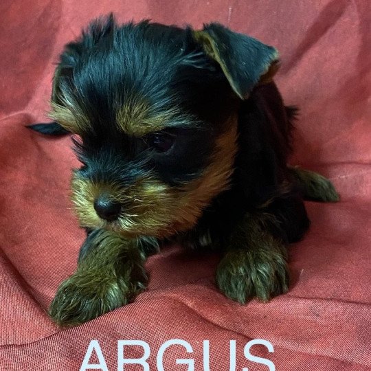 chiot Yorkshire terrier ARGUS york Domaine de la Chantelaie chiot Yorkshire terrier ARGUS york Domaine de la Chantelaie