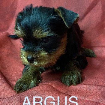chiot Yorkshire terrier ARGUS york Domaine de la Chantelaie chiot Yorkshire terrier ARGUS york Domaine de la Chantelaie