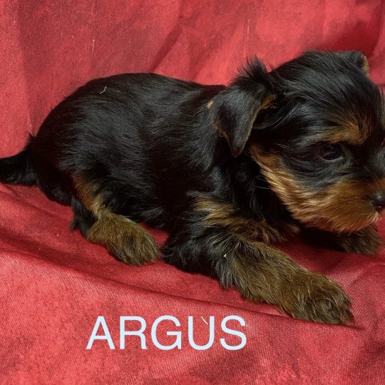 chiot Yorkshire terrier ARGUS york Domaine de la Chantelaie chiot Yorkshire terrier ARGUS york Domaine de la Chantelaie