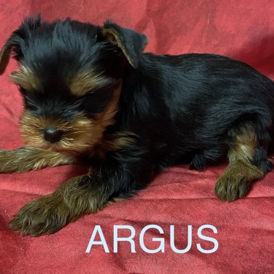 chiot Yorkshire terrier ARGUS york Domaine de la Chantelaie chiot Yorkshire terrier ARGUS york Domaine de la Chantelaie