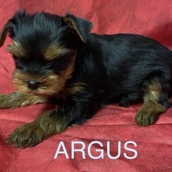 chiot Yorkshire terrier ARGUS york Domaine de la Chantelaie chiot Yorkshire terrier ARGUS york Domaine de la Chantelaie