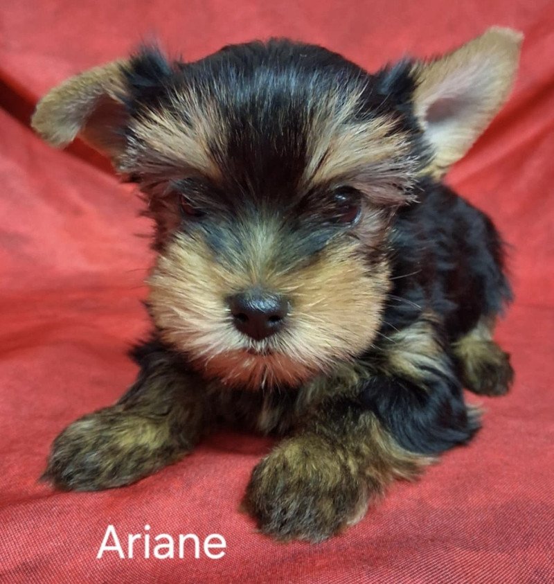ARIANE yorkshire Femelle Yorkshire terrier