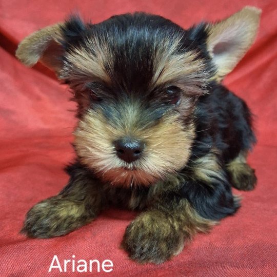 ARIANE yorkshire Femelle Yorkshire terrier