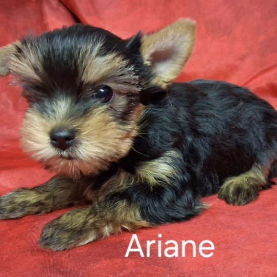chiot Yorkshire terrier ARIANE yorkshire Domaine de la Chantelaie