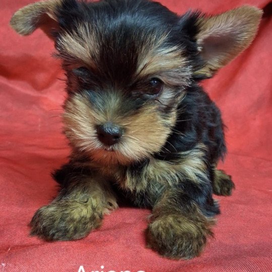 chiot Yorkshire terrier ARIANE yorkshire Domaine de la Chantelaie