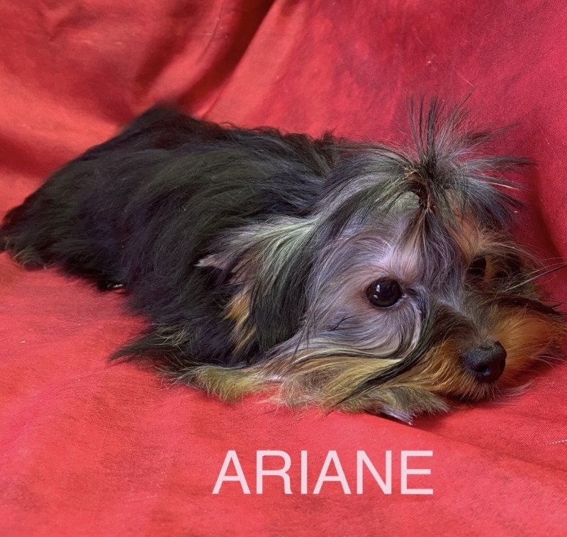 ARIANE yorkshire Femelle Yorkshire terrier