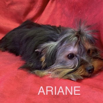 chiot Yorkshire terrier ARIANE yorkshire Domaine de la Chantelaie