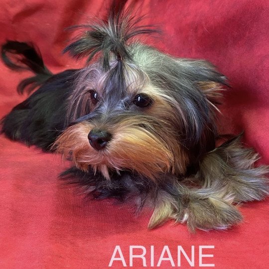 chiot Yorkshire terrier ARIANE yorkshire Domaine de la Chantelaie