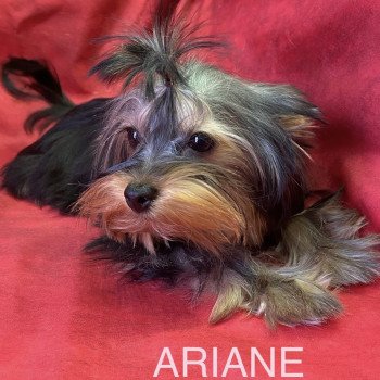 chiot Yorkshire terrier ARIANE yorkshire Domaine de la Chantelaie