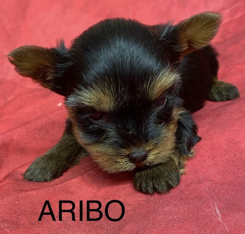 ARIBO york.à réserver Mâle Yorkshire terrier ARIBO york.à réserver Mâle Yorkshire terrier