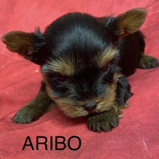 ARIBO york.à réserver Mâle Yorkshire terrier
