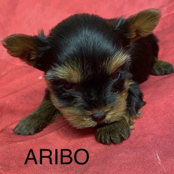 chiot Yorkshire terrier ARIBO york. Domaine de la Chantelaie chiot Yorkshire terrier ARIBO york. Domaine de la Chantelaie
