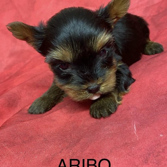 chiot Yorkshire terrier ARIBO york. Domaine de la Chantelaie chiot Yorkshire terrier ARIBO york. Domaine de la Chantelaie