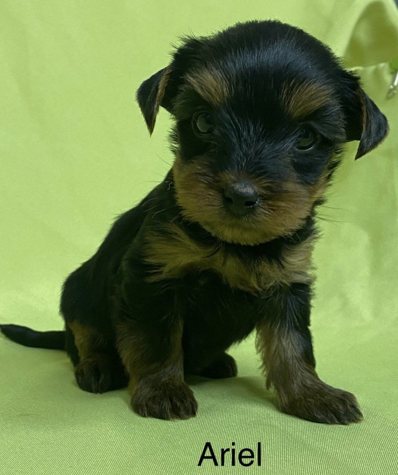 ARIEL york. à réserver Femelle Yorkshire terrier
