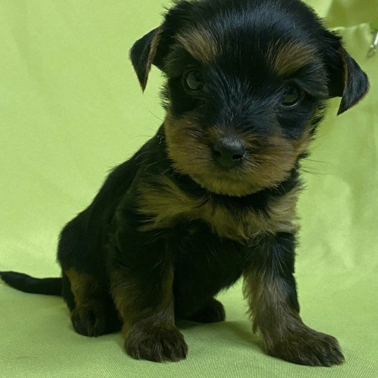 chiot Yorkshire terrier ARIEL york Domaine de la Chantelaie