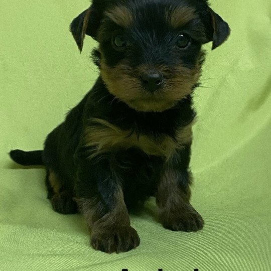 chiot Yorkshire terrier ARIEL york Domaine de la Chantelaie