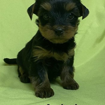 chiot Yorkshire terrier ARIEL york Domaine de la Chantelaie
