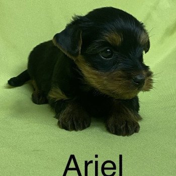 chiot Yorkshire terrier ARIEL york Domaine de la Chantelaie