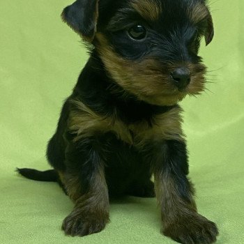chiot Yorkshire terrier ARIEL york Domaine de la Chantelaie