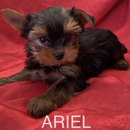 ARIEL yorkshire à réserver Femelle Yorkshire terrier