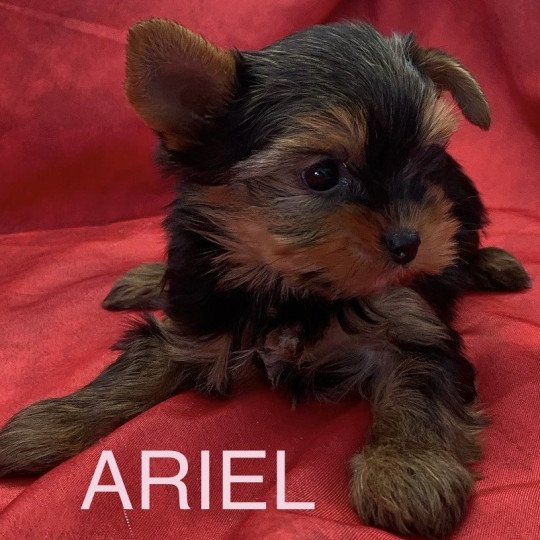 chiot Yorkshire terrier Noir et feu ARIEL yorkshire à réserver Domaine de la Chantelaie
