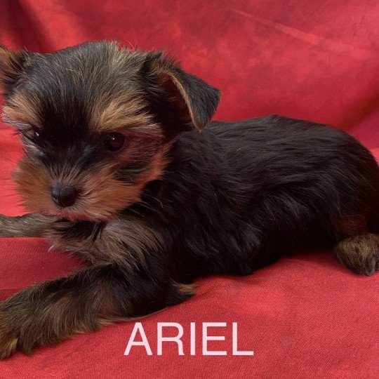 chiot Yorkshire terrier Noir et feu ARIEL yorkshire à réserver Domaine de la Chantelaie