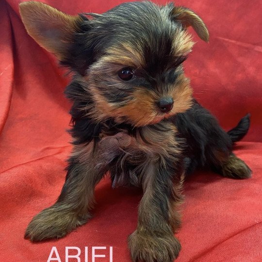 chiot Yorkshire terrier Noir et feu ARIEL yorkshire à réserver Domaine de la Chantelaie