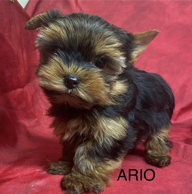 ARIO york mini à réserver Mâle Yorkshire terrier