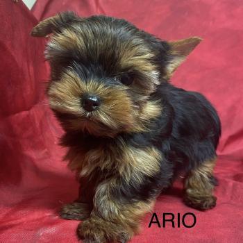 chiot Yorkshire terrier ARIO york mini à réserver Domaine de la Chantelaie