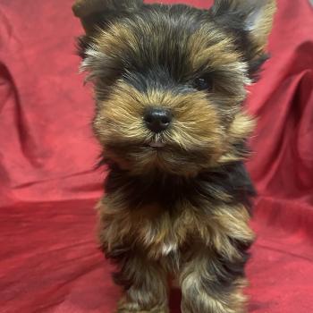 chiot Yorkshire terrier ARIO york mini à réserver Domaine de la Chantelaie