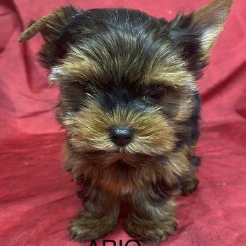 chiot Yorkshire terrier ARIO york mini à réserver Domaine de la Chantelaie