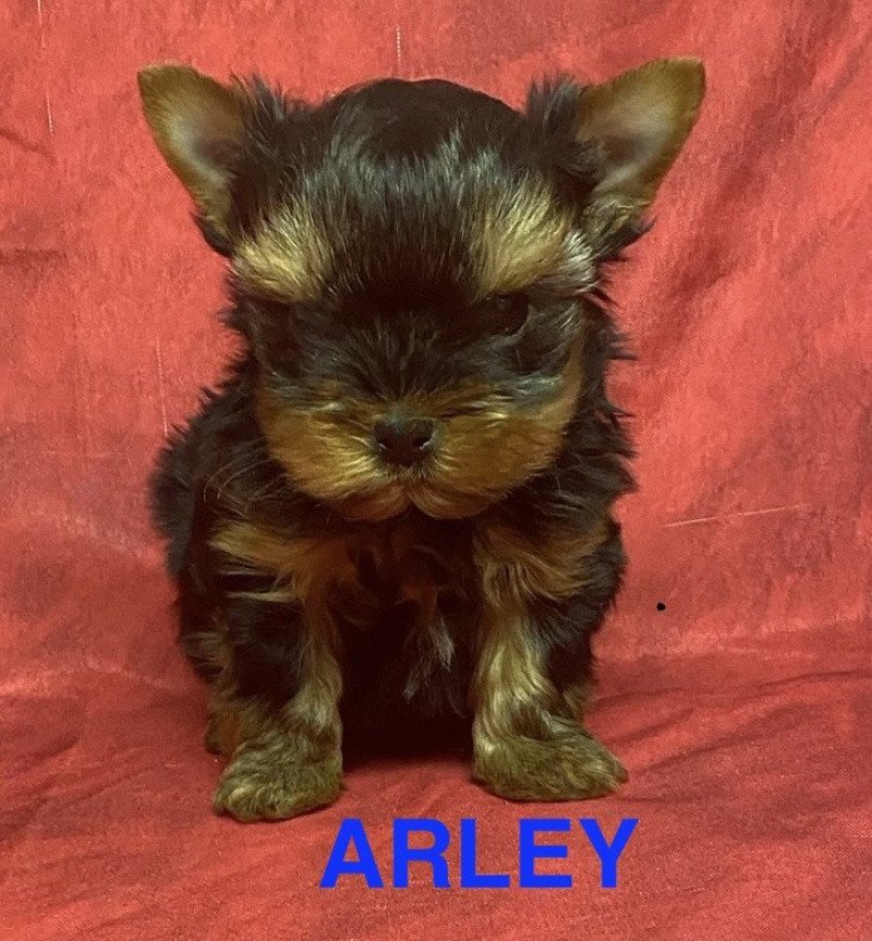 ARLEY york à réserver Mâle Yorkshire terrier