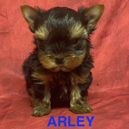chiot Yorkshire terrier ARLEY york à réserver Domaine de la Chantelaie